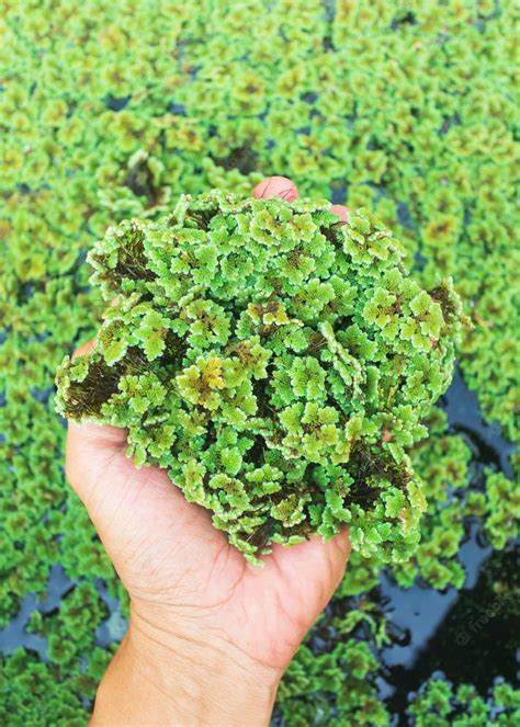 bhutan daily bumper result|EFFECT OF SUPPLEMENTING AZOLLA PINNATA ON .